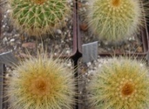 Шаг вперед и два шага назад к гидропонике