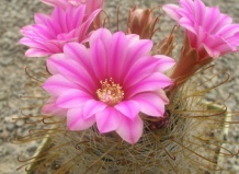 Большие перемены