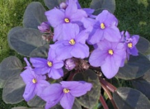 Фиалка в древности (Часть 2)