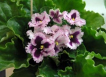 Пересадка фиалки