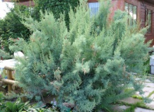 Декоративный кустарник тамарикс: выращивание и уход за неприхотливым зимостойким растением 