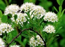 Как ухаживать за конкретными видами срезанных цветов