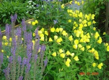 Нестандартный сад на стандартном участке. Сад на шести сотках