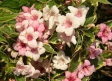 Уход за цветущими ветвями