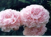 Время цветущих пионов