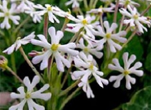 Волшебные ароматы ночи