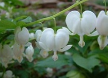 «Разбитое сердце» Жанетт