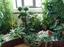 Растения в детской комнате