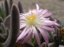 Выращиваем «Суперсуккуленты»