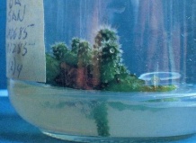 Размножение тканевой культурой