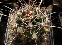 Полезные сведения из 