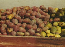 «Потребительские» свойства кактусов