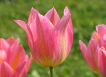 Какие цветы сажать осенью?