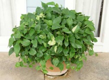 Температурный режим и уход за комнатными травами