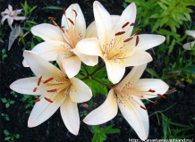 Выбираем срезные цветы