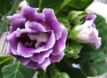 Как и чем поливать растения?