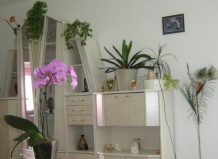 Сон среди цветов. Растения в спальной комнате.