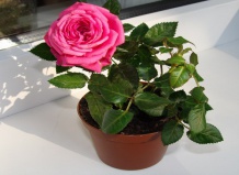 Выращиваем розы в комнатных условиях