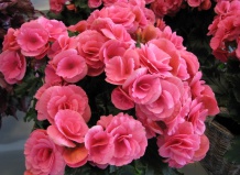 Что делать если комнатному растению не здоровится