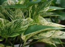 Болезни комнатных растений