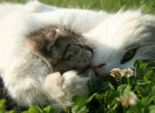 Кошки и комнатные растения