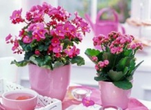 Каланхоэ - уход, размножение, возможные трудности