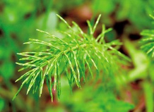 Растения - индикаторы почв