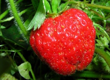 Свежая клубника зимой. Выращиваем сами!