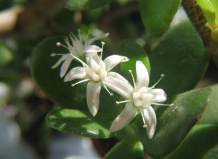 Фен-шуй: растения для любовной энергии