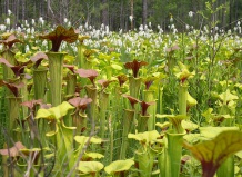 Эффектное плотоядное растение