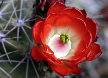 Десять заповедей кактусовода