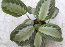 Маранта - молящаяся трава