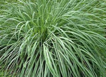 Лимонная трава