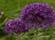 Декоративный лук и его виды