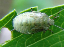 Основные методы защиты комнатных растений от вредителей