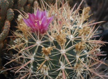 Почвенное и «безпочвенное» удобрение суккулентов