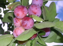 Плодовый сад на ваш лад