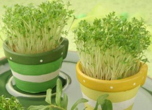 Кресс-салат