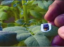 Новое устройство наделяет растения способностью говорить 