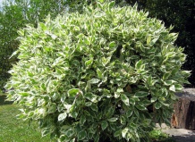 Уход за фикусом Бенджамина