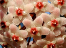 Хойя — пушистые соцветия