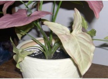 Уход за растениями