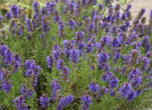 Выращиваем иссоп лекарственный