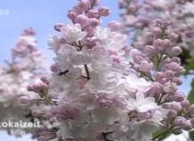 Пленит сирени буйный цвет