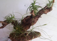 Уход и размножение тилландсии