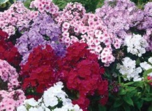 Летний парад флоксов