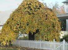 Все о растениях гороскопа друидов. Вяз