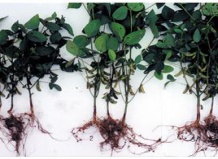 Гормоны растений