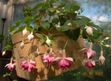 Ампельные растения