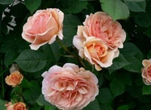 Цветы Афродиты фантастической красоты